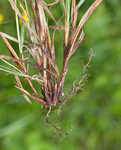 Pale sedge